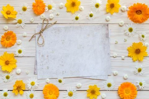 Image with daisies Stock Photos