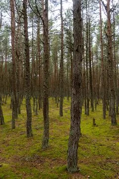 An image of a dancing forest on the Curonian Spit in the Kaliningrad region i Stock Photos