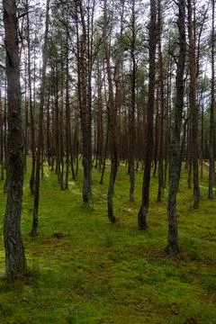 An image of a dancing forest on the Curonian Spit in the Kaliningrad region i Stock Photos