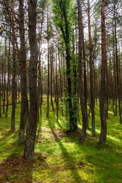 An image of a dancing forest on the Curonian Spit in the Kaliningrad region i Stock Photos
