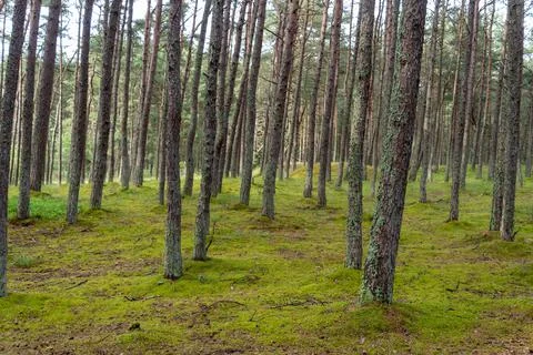An image of a dancing forest on the Curonian Spit in the Kaliningrad region i Stock Photos