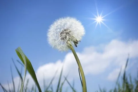 An image of a dandelion flower in front of the blue sky Stock Photos