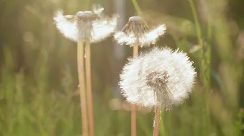 Image of dandelion on sunlight in the summer Stock Photos