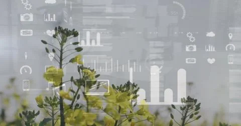 Image of data processing and diagrams over flower field Stock Photos