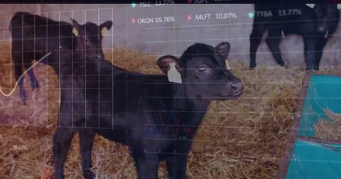 Image of data processing over black calfs Stock Photos
