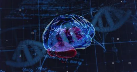 Image of data processing over dna strand and brain Stock Illustration