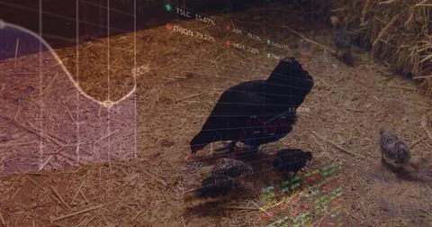 Image of data processing over hen in henhouse Foto stock