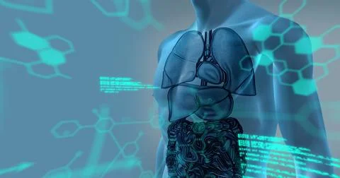 Image of data processing over human body model Stock Illustration