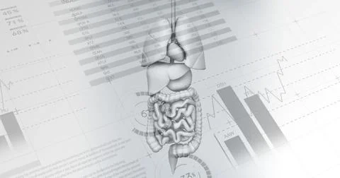 Image of data processing over human organs body model Stock Illustration
