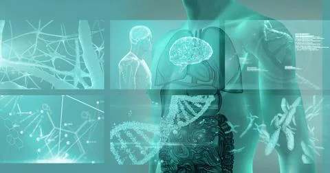 Image of data processing on screens over human body model Stock Illustration