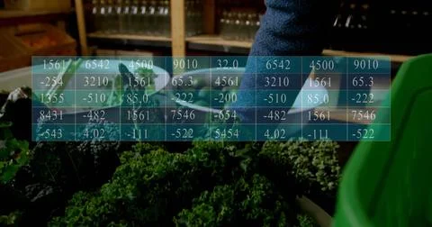 Image of data processing on table over caucasian man picking vegetables Stock Photos
