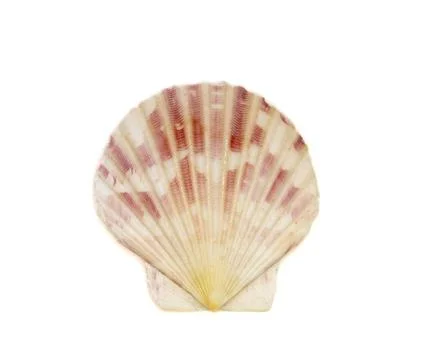 Image of decatopecten amiculum sea shell isolated on white background. Unders Stock Photos