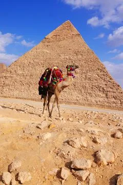 Image of a decorated camel Stock Photos