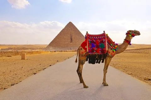 Image of a decorated camel standing in the desert Stock Photos