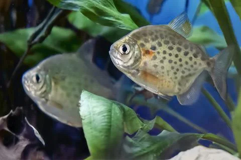 Image of decorative aquarium fish, silver dollar or silver metinnis Stock Photos