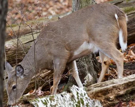 Image with a deer eating something in the forest Stock Photos