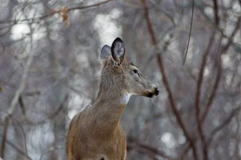 Image of the deer looking back Stock Photos