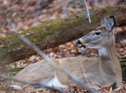 Image with a deer talking something Stock Photos