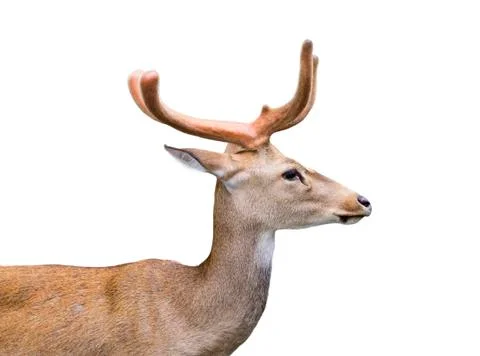 Image of a deer on white background. Stock Photos
