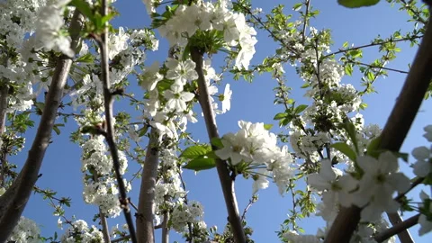 An image depicting the arrival of spring. Springtime Growth Stock Footage 273379406