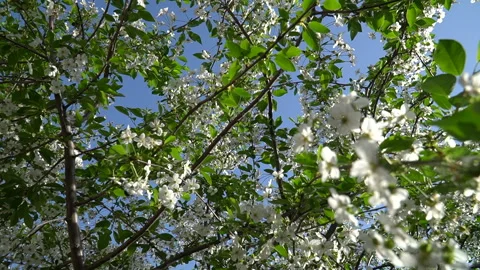 An image depicting the arrival of spring. Springtime Growth Stock Footage 273379954
