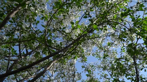 An image depicting the arrival of spring. Springtime Growth Stock Footage 273380008
