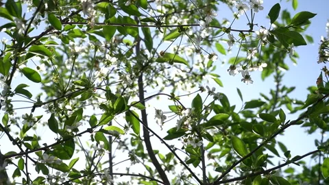 An image depicting the arrival of spring. Springtime Growth Stock Footage 273380586