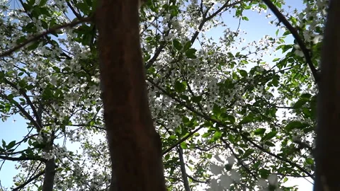 An image depicting the arrival of spring. Springtime Growth Stock Footage 273380629