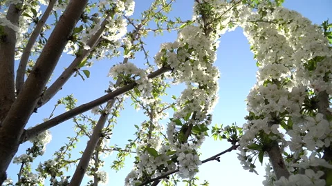 An image depicting the arrival of spring. Springtime Growth Stock Footage 273380904
