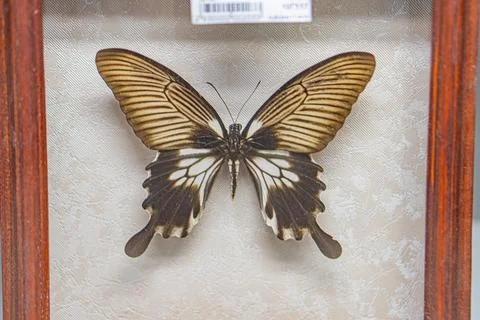 The image depicts a framed butterfly specimen with black and white stripes,.. Stock Photos