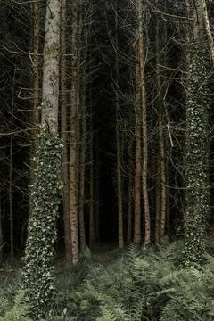 Image depicts a section of a coniferous forest. Trees Stock Photos