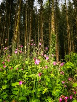 The image depicts a section of a pine forest. Numerous straight trees Stock Photos