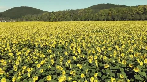 This image depicts a vast field of bright yellow flowers Stock Footage 321596200