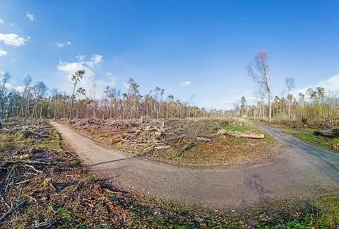 Image of a destroyed forest area after a storm in Germany Stock-Fotos