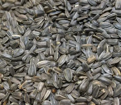 The image displays a large quantity of black oil sunflower seeds. Agriculture Stock Photos