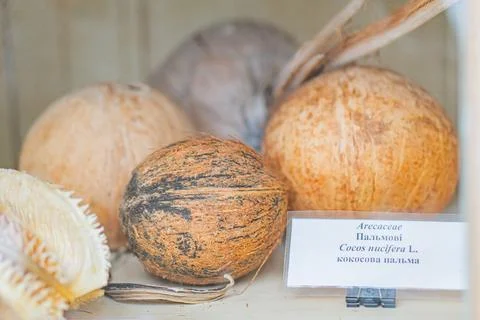 Image displays three coconuts of varying sizes, a piece of sea coral, and a.. Foto stock