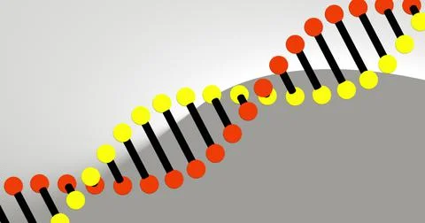 Image of dna strand spinning with copy space on grey background 스톡 일러스트