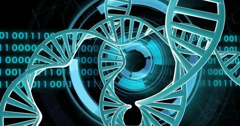 Image of dna strands spinning with binary coding data processing over black Stock Photos