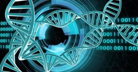 Image of dna strands spinning with binary coding data processing over black Stock Photos