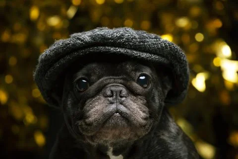 Image of dog cap dark background Stock Photos