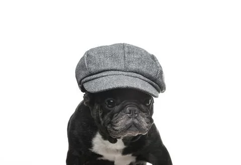 Image of dog cap white background Stock Photos