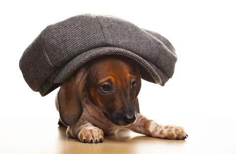 Image of dog cap white background Stock Photos