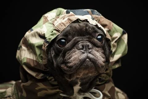 Image of dog dark background Stock Photos