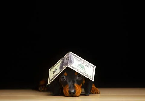 Image of dog dark background Stock Photos