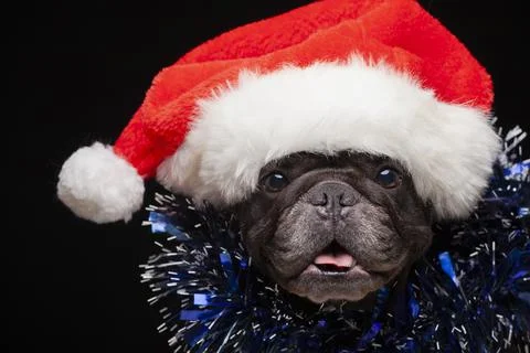 Image of dog hat dark background Stock Photos