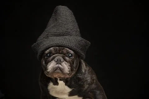 Image of dog hat dark background Stock Photos