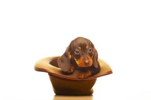 Image of dog hat white background Stock Photos