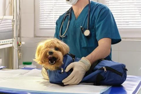 Image of dog on the operating table and doctor in a veterinary clinic. Animal Stock Photos