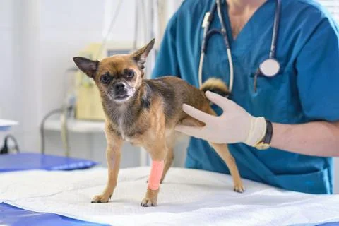Image of dog on the operating table and doctor in a veterinary clinic. Animal Stock Photos