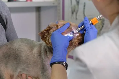 Image of dog on the operating table and doctor in a veterinary clinic. Animal Stockfoto's